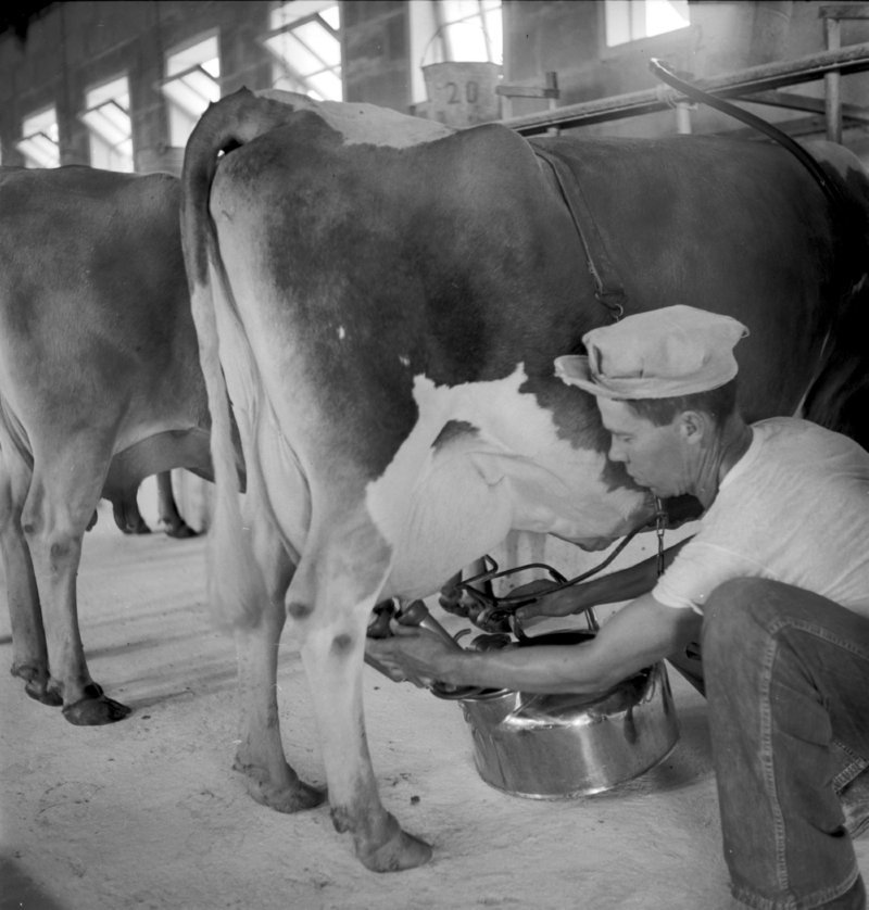 021_Start milking. (1951).jpg
